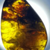 Mysterious swirl patterns can be found inside this piece of Cretaceous amber,