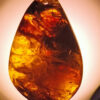 Mysterious swirl patterns can be found inside this piece of Cretaceous amber,