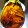 Unknown and unstudied biological matterial trapped in Cretaceous Myanmar amber