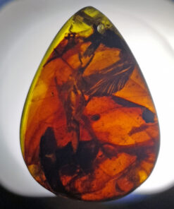 Unknown and unstudied biological matterial trapped in Cretaceous Myanmar amber