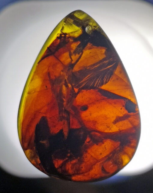 Unknown and unstudied biological matterial trapped in Cretaceous Myanmar amber