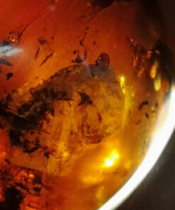 Large dark amber inclusion containing cocoon-like amber inclusions