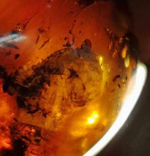 Large dark amber inclusion containing cocoon-like amber inclusions