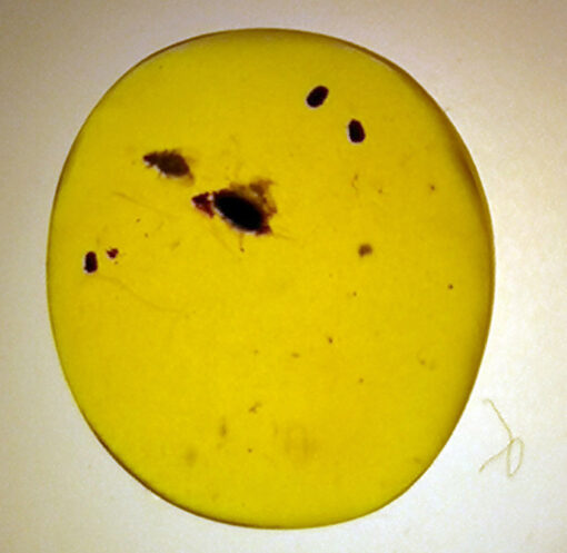 Two possible acari encapsulated in small round piece of Cretaceous Myanmar amber