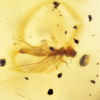 Small singular insect interspersed with speckled and fragmented spores and other florae in cretaceous kachin/burmese myanmar amber