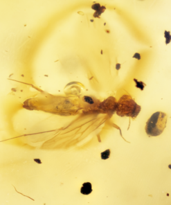 Small singular insect interspersed with speckled and fragmented spores and other florae in cretaceous kachin/burmese myanmar amber