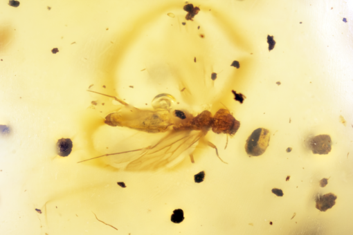 Small singular insect interspersed with speckled and fragmented spores and other florae in cretaceous kachin/burmese myanmar amber