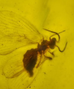 Prominent winged and antennae cretaceous burmese amber from kachin state myanmar