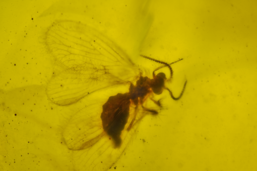 Prominent winged and antennae cretaceous burmese amber from kachin state myanmar