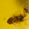 small insect fragment in 100 million year old amber kachin amber from hukawng valley, northern myanmar