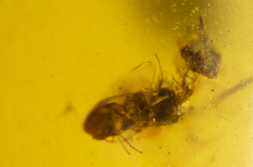 small insect fragment in 100 million year old amber kachin amber from hukawng valley, northern myanmar