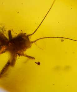 long antennae in kachin myanmar amber