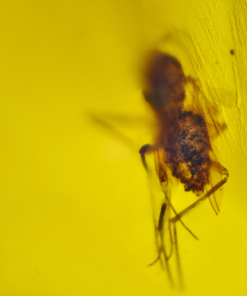 ancient myanmar amber inclusion with extinct prehistoric insect and plant inside