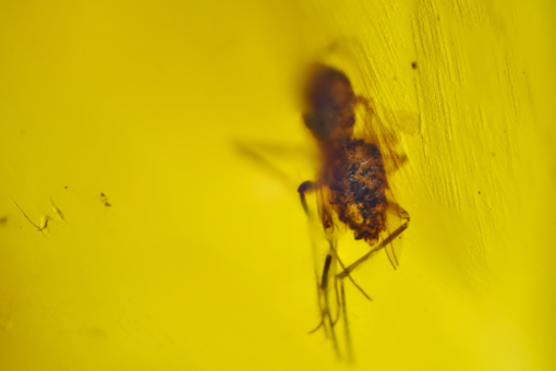 ancient myanmar amber inclusion with extinct prehistoric insect and plant inside