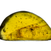 ancient myanmar amber inclusion with extinct prehistoric insect and plant inside