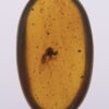 ovular Burmite amber inclusions containing cretaceous prehistoric insects inside