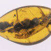 vertebrate tail in burmite kachin amber