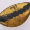 vertebrate tail in burmite kachin amber