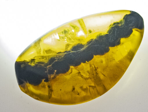 vertebrate tail in burmite kachin amber