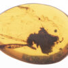 Long winged insect inclusion inside Kachin Burmite Amber