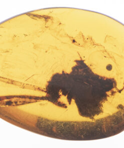 Long winged insect inclusion inside Kachin Burmite Amber