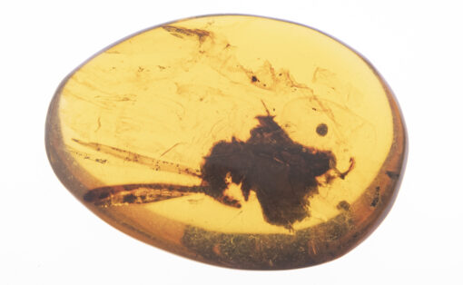 Long winged insect inclusion inside Kachin Burmite Amber