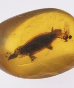 prehistoric and extinct cretaceous burmite amber inclusion