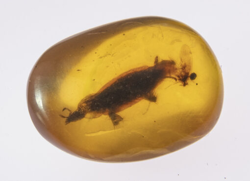 prehistoric and extinct cretaceous burmite amber inclusion