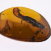 cretaceous burmite amber