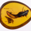 cretaceous burmite amber