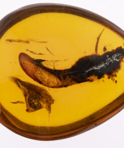 cretaceous burmite amber