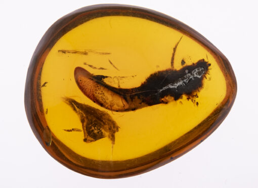 cretaceous burmite amber