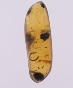 Cretaceous parasite in amber from Myanmar Burmite Kachin Hukawng