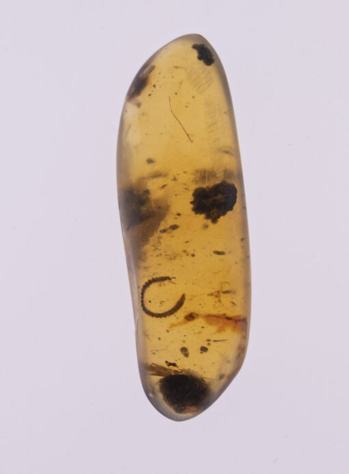 Cretaceous parasite in amber from Myanmar Burmite Kachin Hukawng