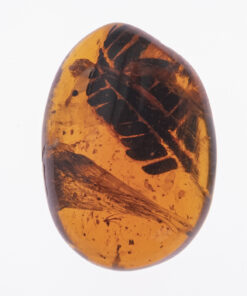 Cretaceous Metaseqoia in Kachin Amber Burmite