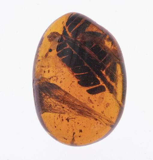 Cretaceous Metaseqoia in Kachin Amber Burmite