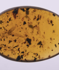 Cretaceous Insect in Burmite amber from Kachin State