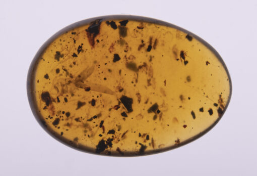 Cretaceous Insect in Burmite amber from Kachin State