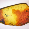 Cretaceous skin from vertebrate animal in Burmite amber from Myanmar