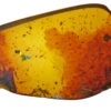 Cretaceous skin from vertebrate animal in Burmite amber from Myanmar