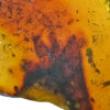 Cretaceous skin from vertebrate animal in Burmite amber from Myanmar