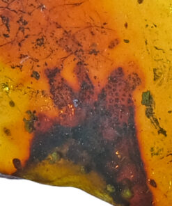 Cretaceous skin from vertebrate animal in Burmite amber from Myanmar