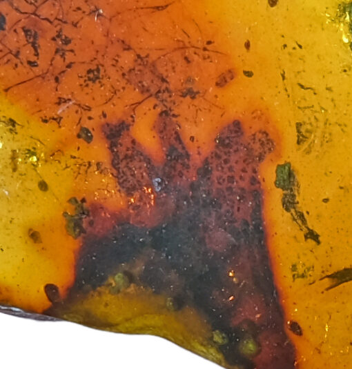 Cretaceous skin from vertebrate animal in Burmite amber from Myanmar