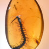 Chilopoda Cretaceous Centipede in 100 million year old amber, large size