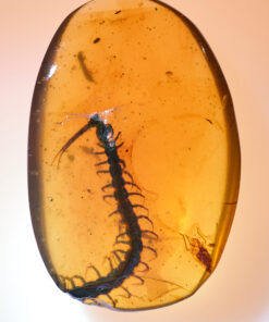 Chilopoda Cretaceous Centipede in 100 million year old amber, large size