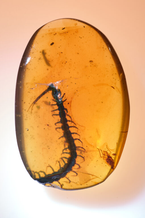 Chilopoda Cretaceous Centipede in 100 million year old amber, large size