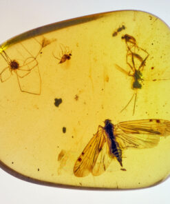 Cretaceous hymenoptera and cretaceous harvestman and other ancient extinct insects in Burmite Kachin amber