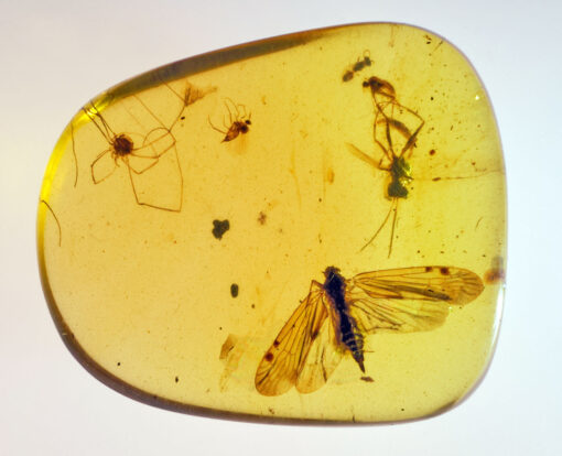 Cretaceous hymenoptera and cretaceous harvestman and other ancient extinct insects in Burmite Kachin amber