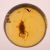 Cretaceous burmite roach in burmite amber