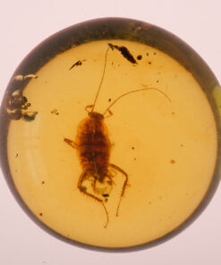 Cretaceous burmite roach in burmite amber